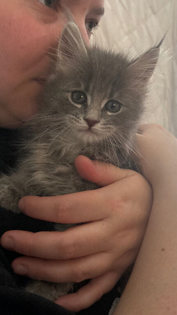 Maine coon female left PRICE REDUCED