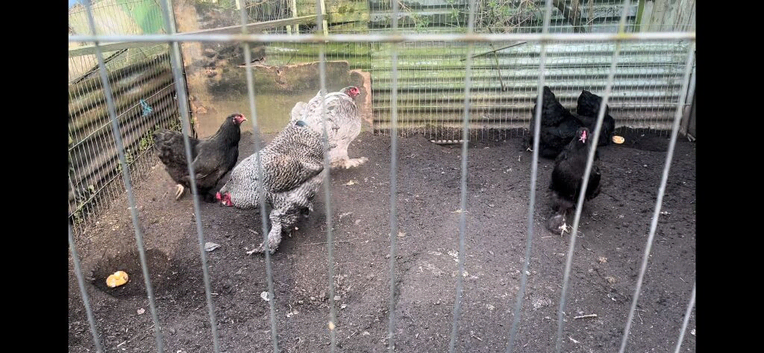 Brahma hatching eggs available