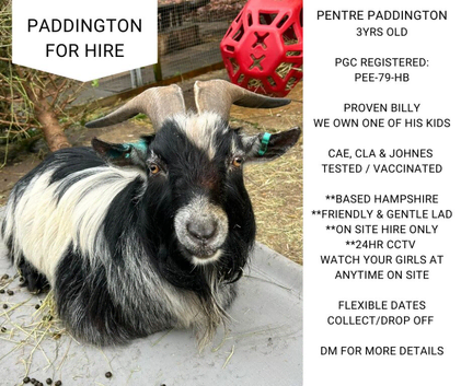 Pedigree Pygmy Goat Billy hire - stud for HIRE in Hampshire *HIRE ONLY*