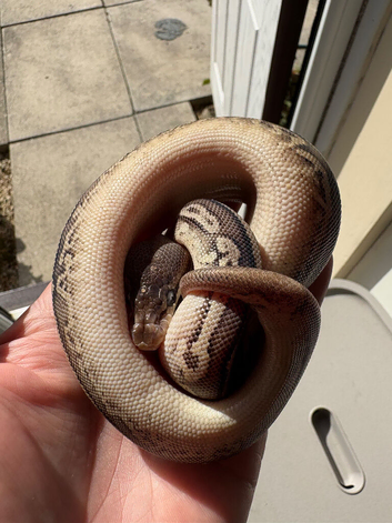 Stunning female  leopard pewter yellowbelly het Dg ph pied for sale