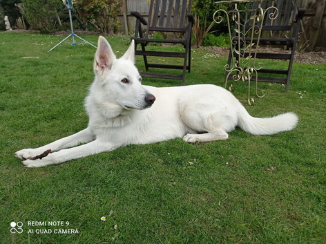 Handsome White German Shepherd Needs a New Home