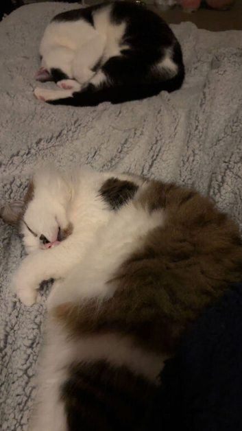 Cat for sale