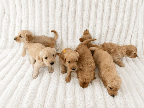 Golden Labradoodles Essex