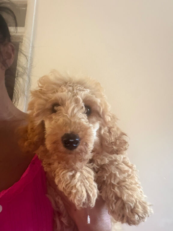 minature poodle puppy fully immunised flea wormed