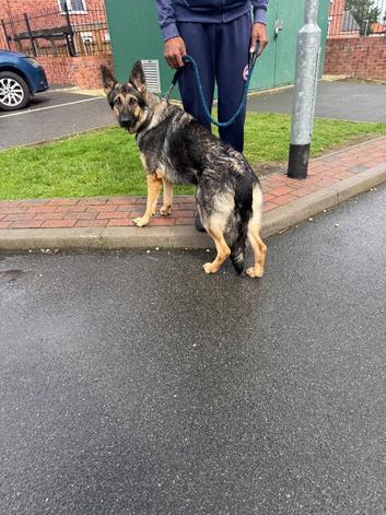 Working line German shepherd female