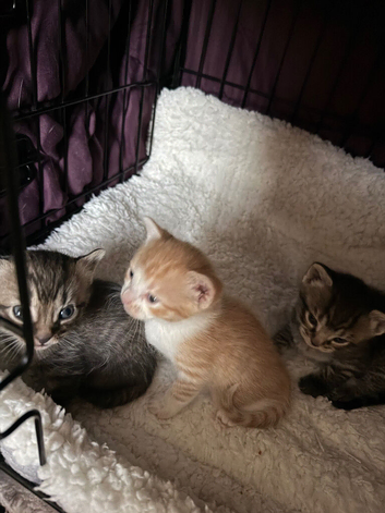 For sale kittens ready soon