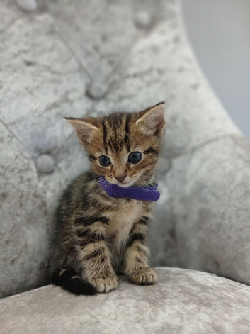 Female kittens