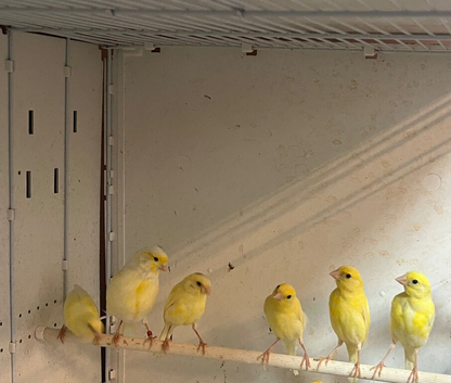 Rylander Canaries