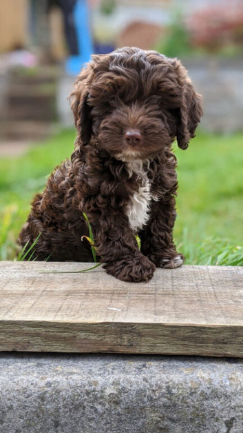 Cockapoo puppies