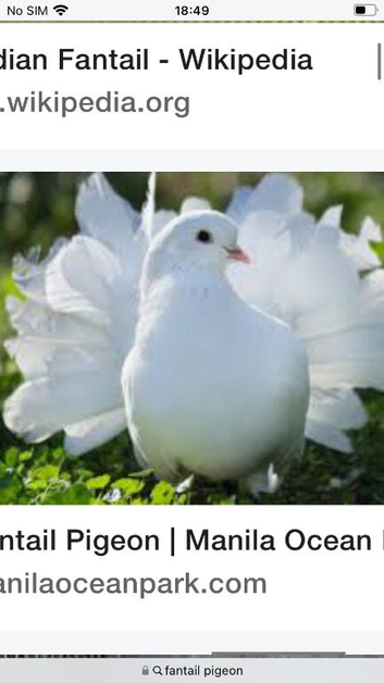 Fantail doves
