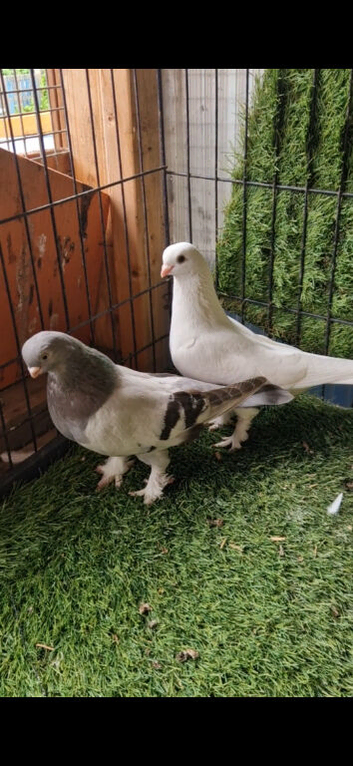Kurdish pigeons