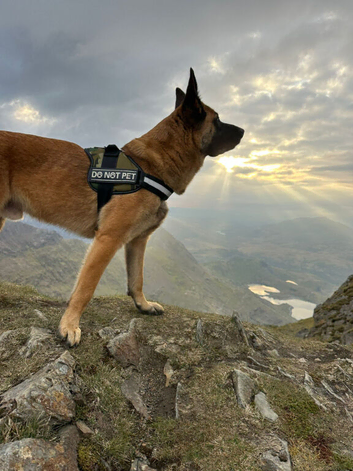 Belgian malinois x belgian shepherd