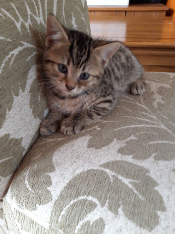 Four beautiful kittens, mother Bengal/Tabby Cross