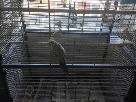Cockatiels