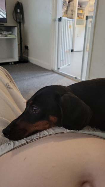 Dachshund