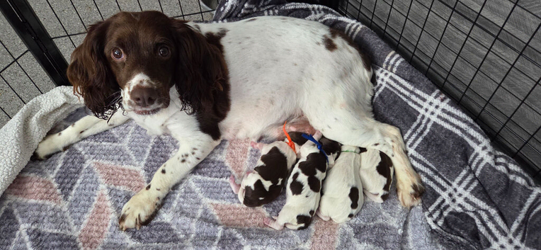 Sprocker pups
