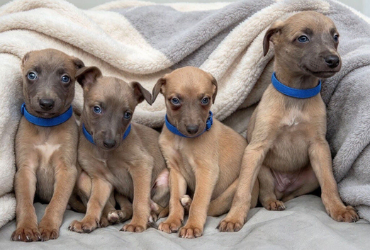 Whippet puppies
