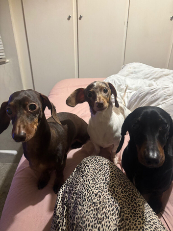 Love mini girl for re homing