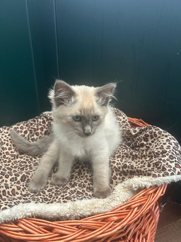 Traditional siamese 2 females