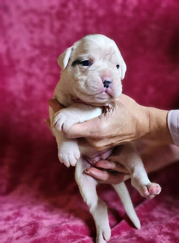Boxer Puppies - KC Registered