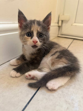 TORTOISESHELL MAINE COON X KITTENS