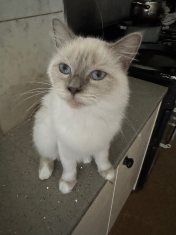 Snowey