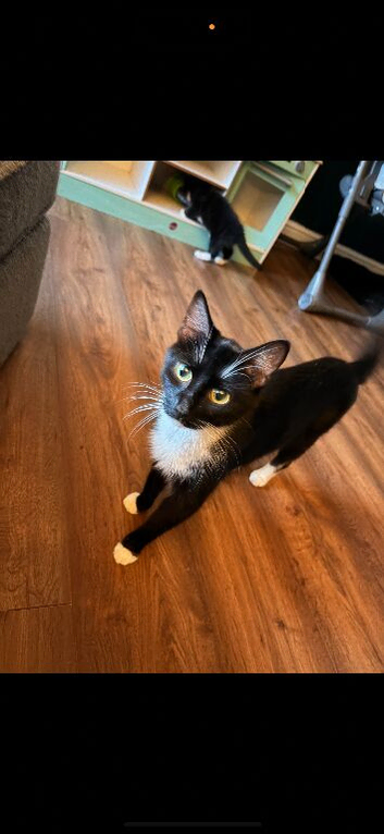 Gorgeous Black Female Kitten &ndash; 9 Weeks Old