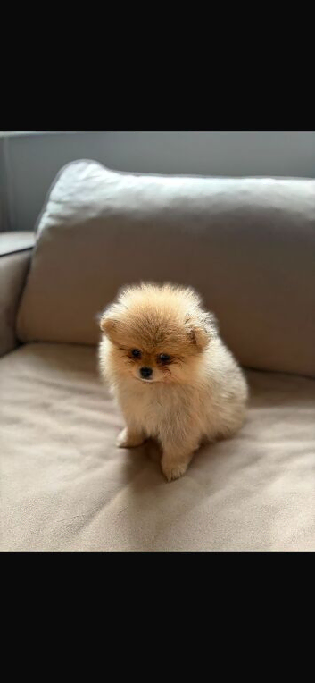 KC Reg Pomeranian Puppy&rsquo;s