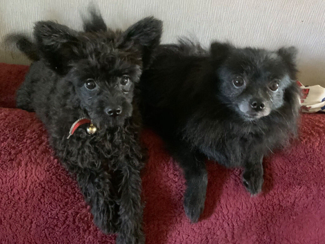 Stunning Toy Poodle x Pomeranian puppy Ready to go Reduced