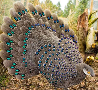 Gray pecock pheasant