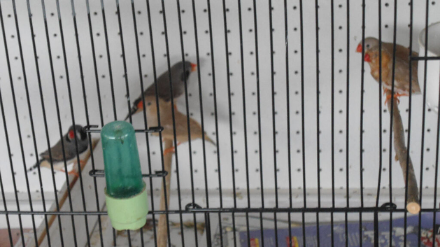 pr 12 week old cockatiel ready to tame/ Black cheek zebra finch./ &3  Orange finch/ pr of green budgies