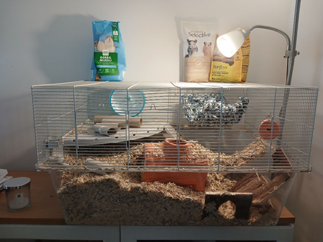 2 gerbils and the full set up.