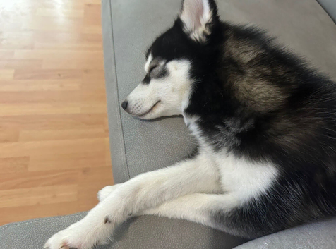 Toy size Pomsky male for sale