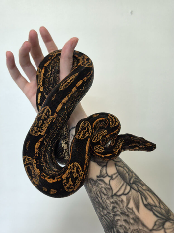 IMG Paradigm Arabesque