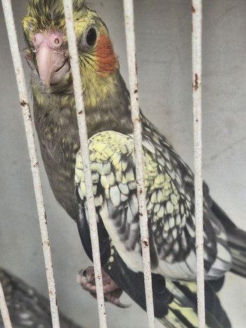 Pair of pearled split fallow cockatiels