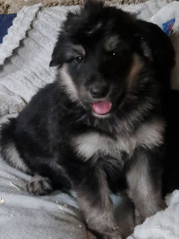 Really Beautiful tri colour German Shepherd puppies.