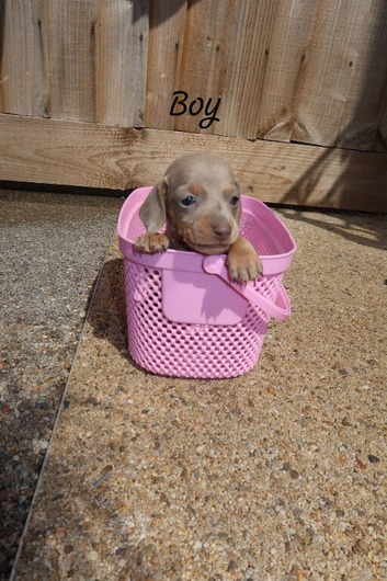 KC registered miniature dachshunds puppies