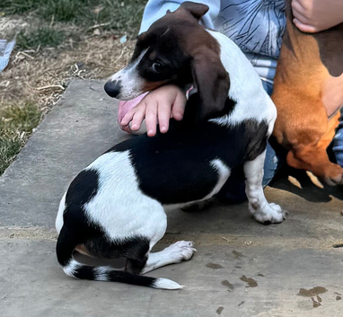 Beautiful dachshund