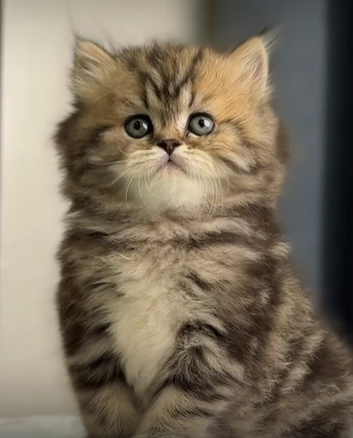Beautiful kitten girl