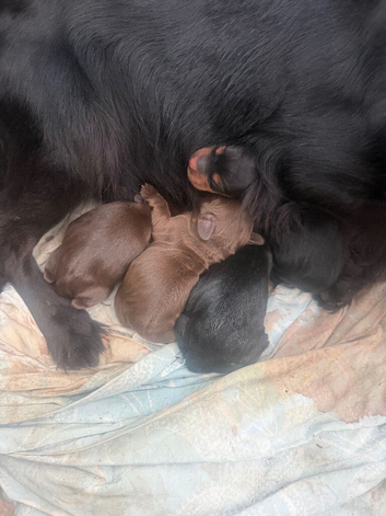 Cocker spaniel puppies