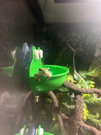 Rehome frogs