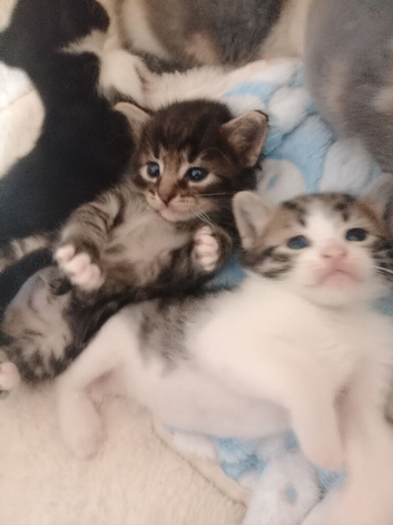 6 week old male kittens