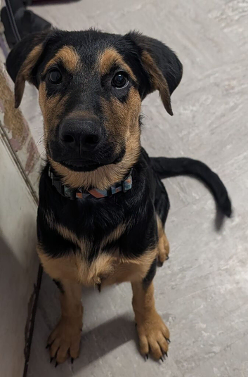 Rottie cross