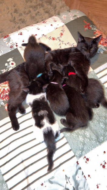Female kittens