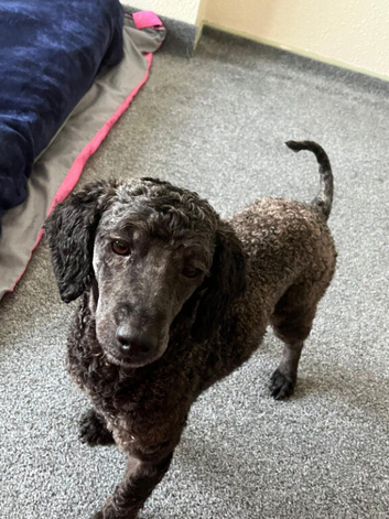 Miniature poodle