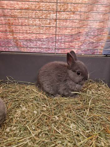 Blue Baby Boy Netherland Dwarf