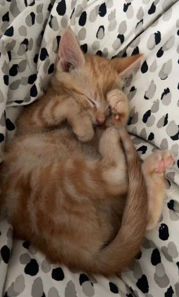 2 male cats