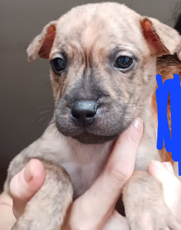 Staff x sharpei
