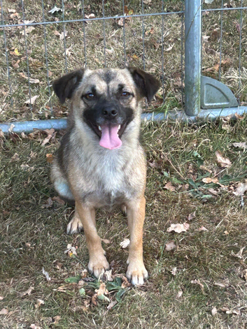 Marlene for Adoption - 10 months old