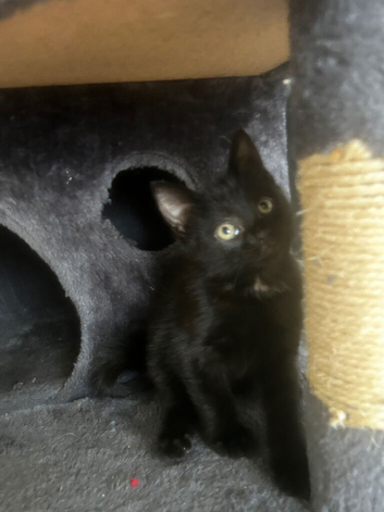 Two black kittens